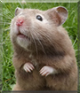 Houdini the Sable Hamster