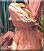 Ozzie the Bearded Dragon