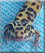 Cupid the Leopard Gecko,