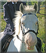 Blue the Welsh Pony