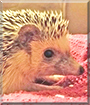 Rhino the African Pygmy Hedgehog