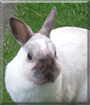 Snowflake the Rabbit