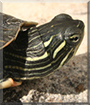 Fredward the Painted Turtle