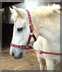 Flipper the Connamara/Welsh pony cross