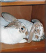 Bun Bun, Sugar the Rabbits