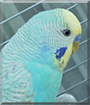 Peruche the Budgerigar