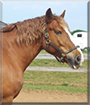 Flora the Belgian Draft Horse