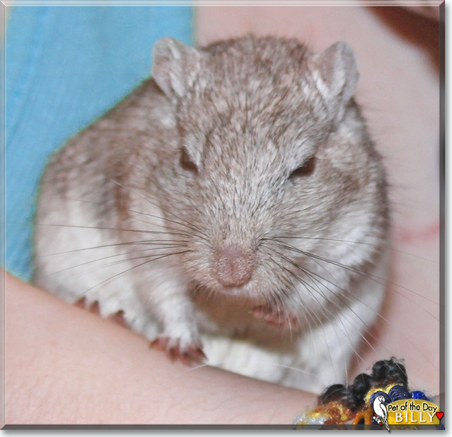 Billy the Gerbil, the Pet of the Day