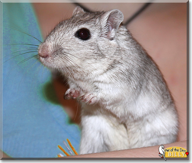 Billy the Gerbil, the Pet of the Day