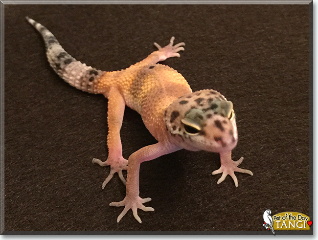 Tangi the Tangerine Gecko, the Pet of the Day
