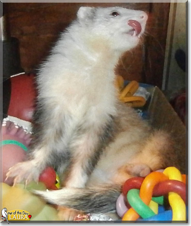 Laura the Ferret, the Pet of the Day