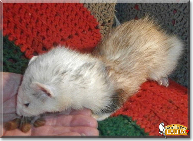 Laura the Ferret, the Pet of the Day