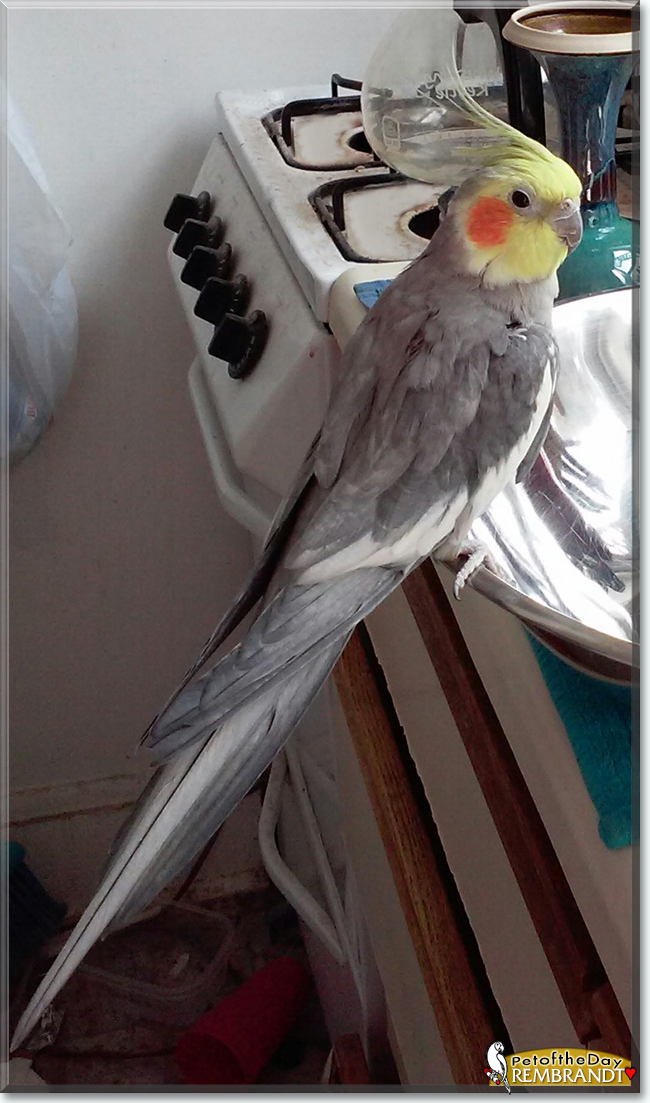 Rembrandt the Cockatiel, the Pet of the Day