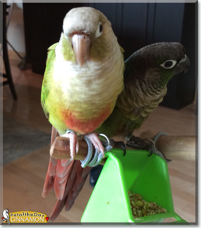 Cinnamon the Green-cheek Conure, the Pet of the Day