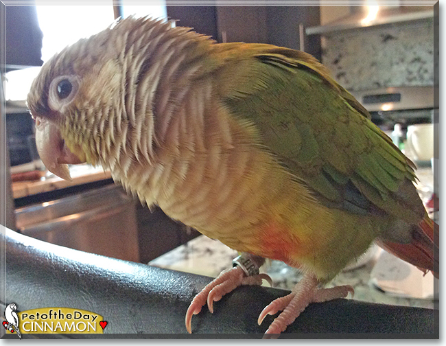 Cinnamon the Green-cheek Conure, the Pet of the Day