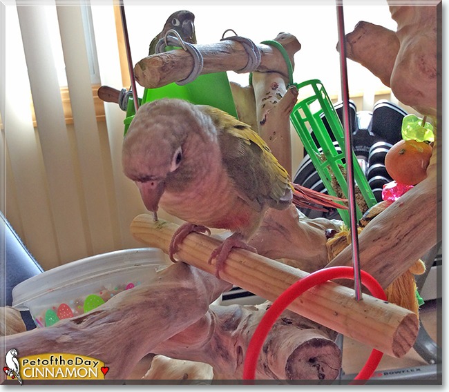 Cinnamon the Green-cheek Conure, the Pet of the Day