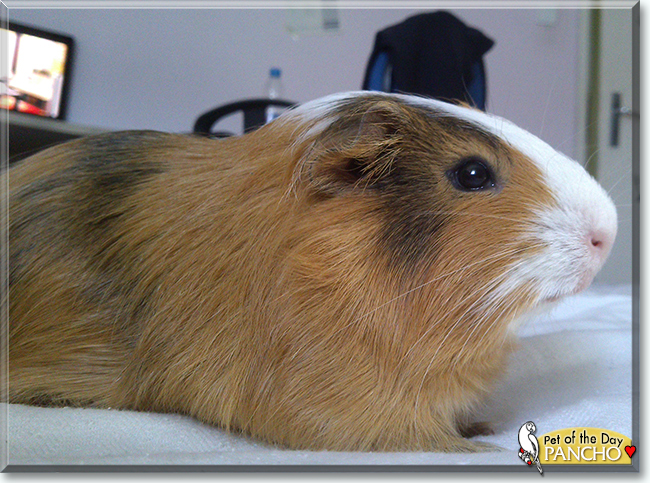 Pancho the Guinea Pig, the Pet of the Day