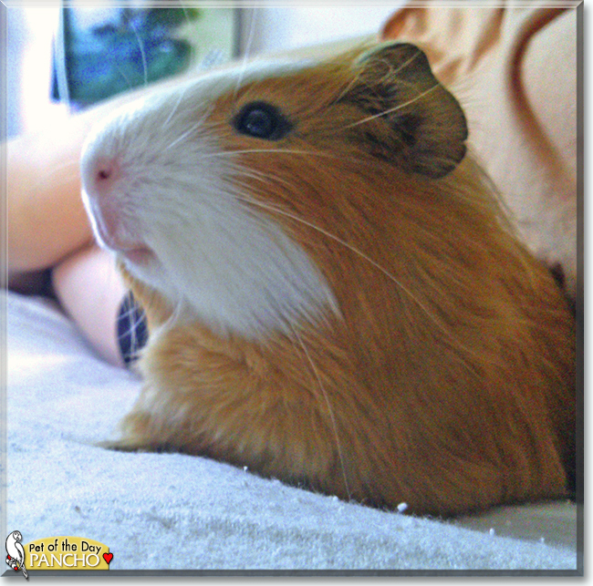Pancho the Guinea Pig, the Pet of the Day