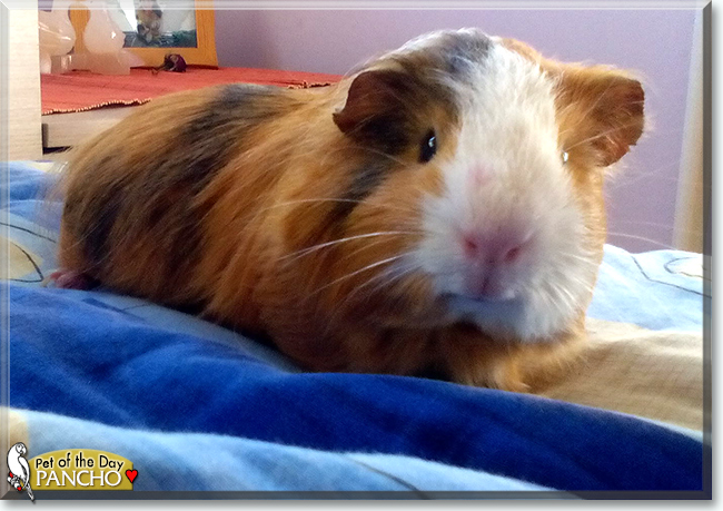 Pancho the Guinea Pig, the Pet of the Day