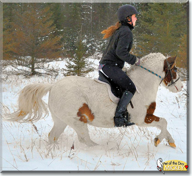 Mickey the Shetland Pony, the Pet of the Day
