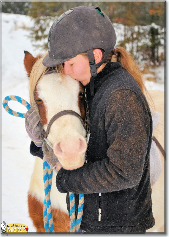 Mickey the Shetland Pony, the Pet of the Day