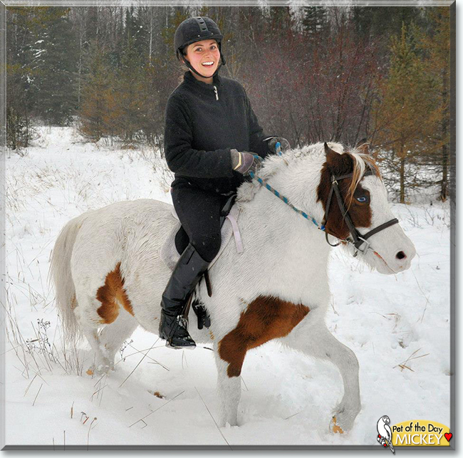 Mickey the Shetland Pony, the Pet of the Day