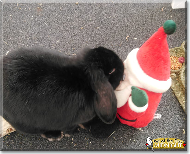 Midnight the Lop Rabbit, the Pet of the Day