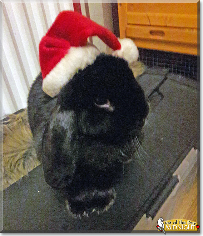 Midnight the Lop Rabbit, the Pet of the Day