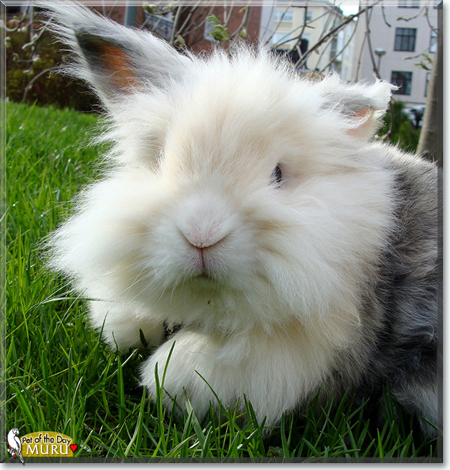 Muru the Lionhead/Lop mix Rabbit, the Pet of the Day