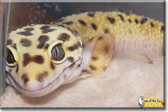 Loki the Leopard Gecko, the Pet of the Day