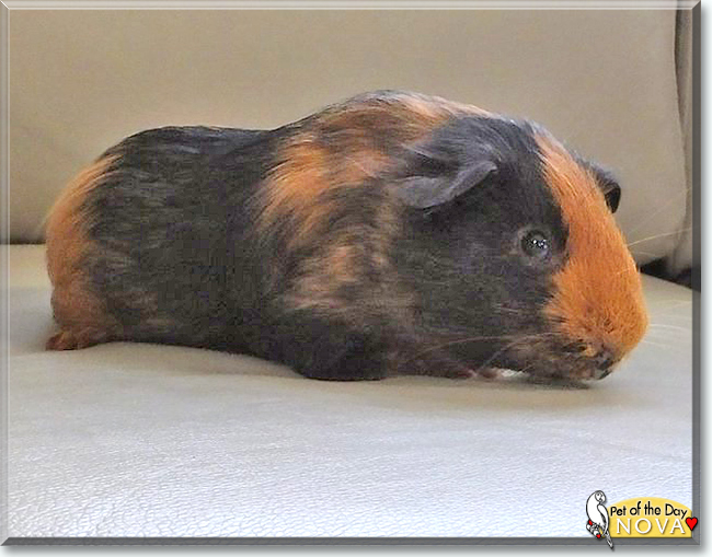 Nova the Guinea Pig, the Pet of the Day