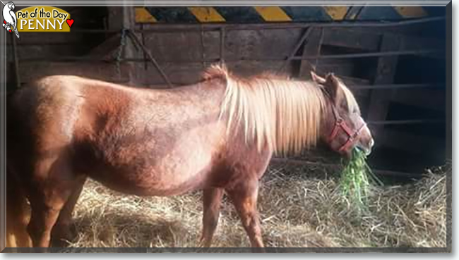 Penny the Welsh Pony cross, the Pet of the Day