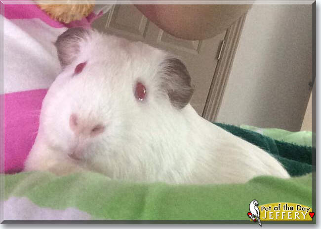 Jeffrey the Himalayan Guinea Pig, the Pet of the Day