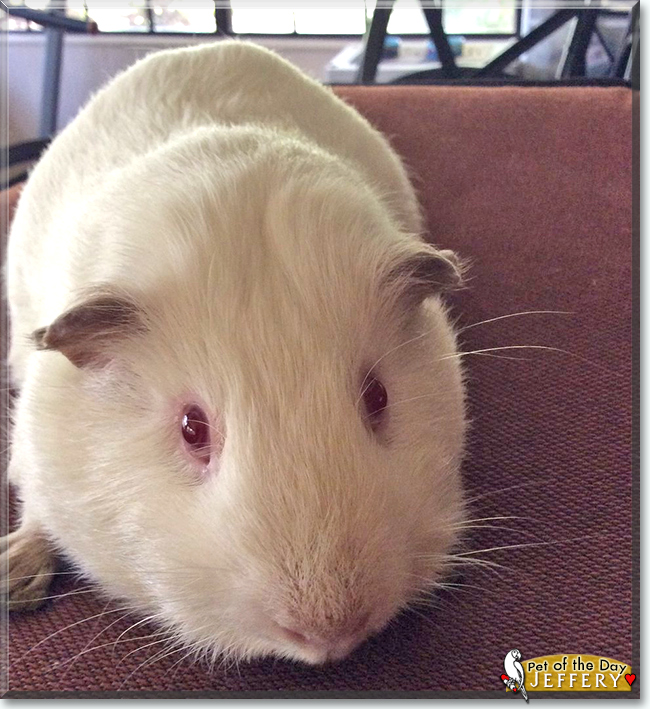Jeffrey the Himalayan Guinea Pig, the Pet of the Day