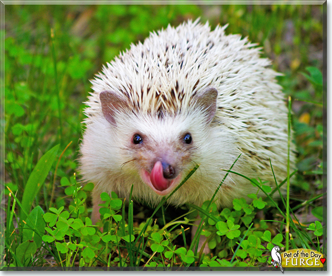 Fürge the African Pygmy Hedgehog, the Pet of the Day