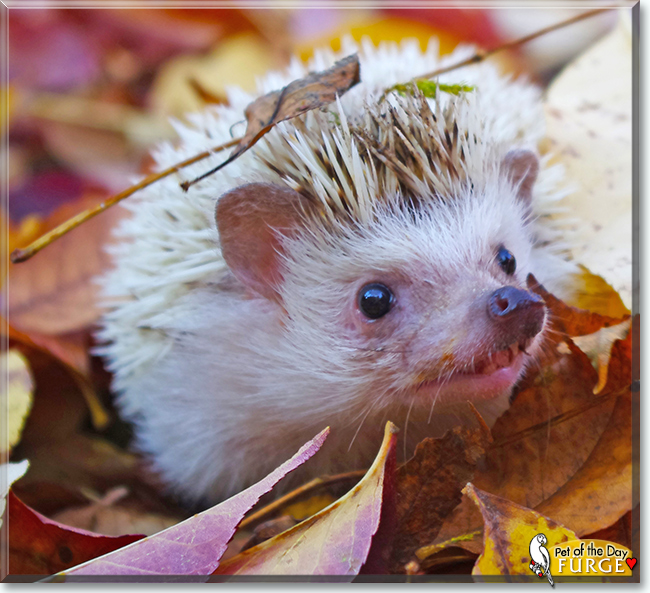 Fürge the African Pygmy Hedgehog, the Pet of the Day