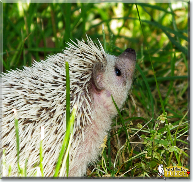 Fürge the African Pygmy Hedgehog, the Pet of the Day