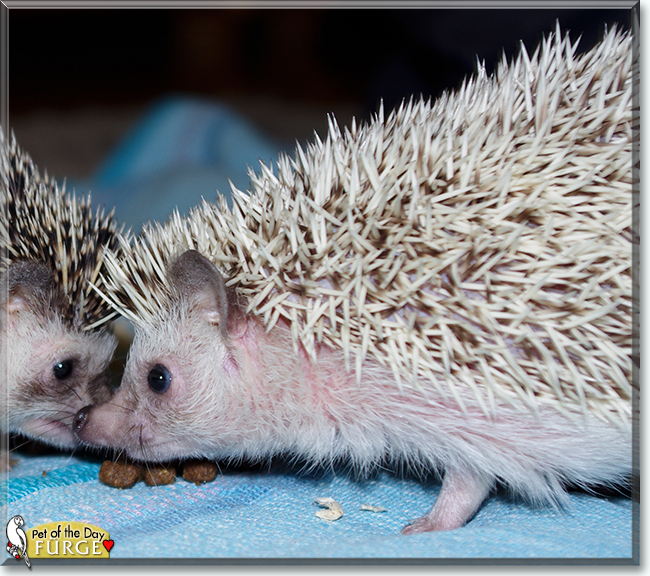 Fürge the African Pygmy Hedgehog, the Pet of the Day