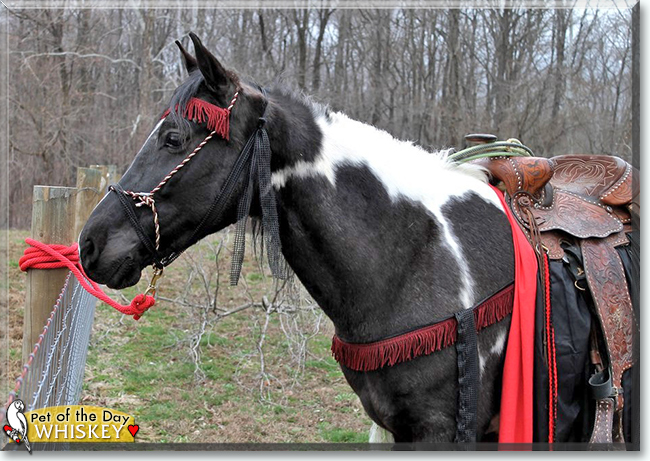 Whiskey the Missouri Fox Trotter, the Pet of the Day