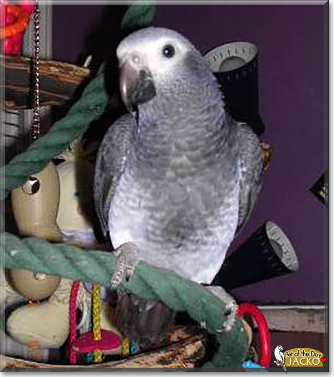 Jacko the African Grey Parrot, the Pet of the Day