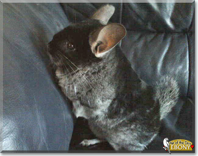 Ebony the Chinchilla, the Pet of the Day
