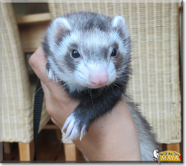 Maya the Ferret, the Pet of the Day