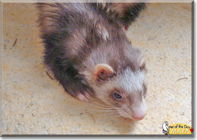 Maya the Ferret, the Pet of the Day