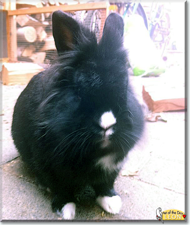 Leon the Lionhead Rabbit, the Pet of the Day
