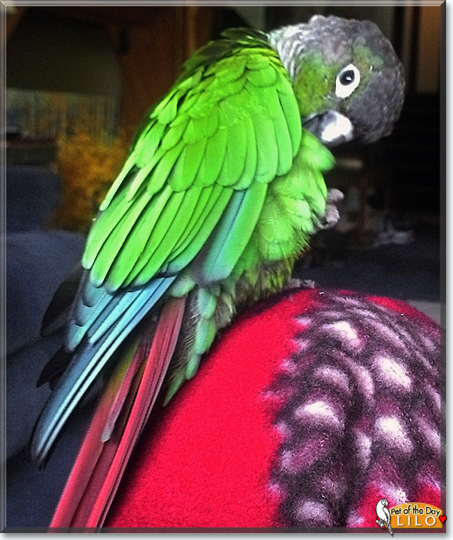 Lilo the Green Cheek Conure, the Pet of the Day