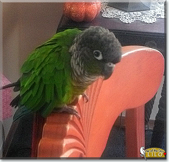Lilo the Green Cheek Conure, the Pet of the Day