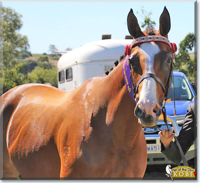 Kobi the Thoroughbred Horse, the Pet of the Day