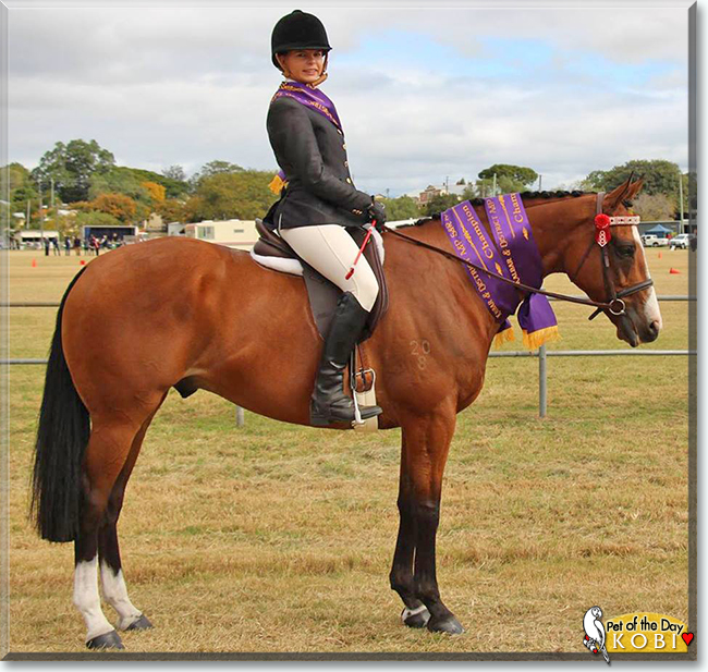 Kobi the Thoroughbred Horse, the Pet of the Day