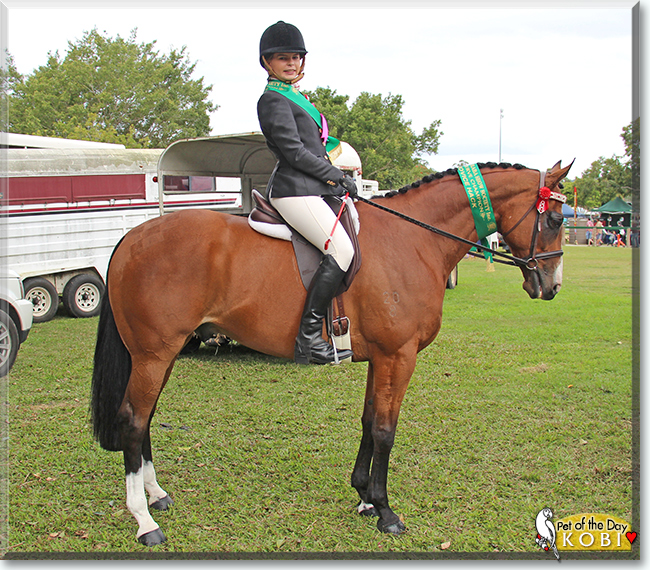 Kobi the Thoroughbred Horse, the Pet of the Day