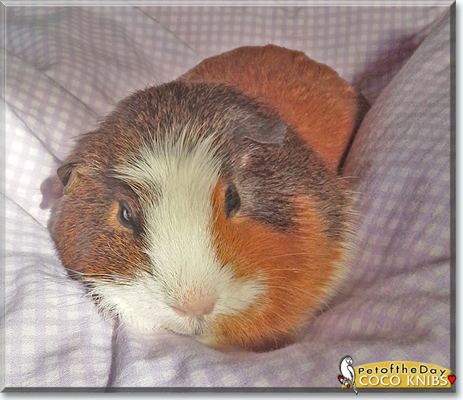 Coco Knibs the Guinea Pig, the Pet of the Day